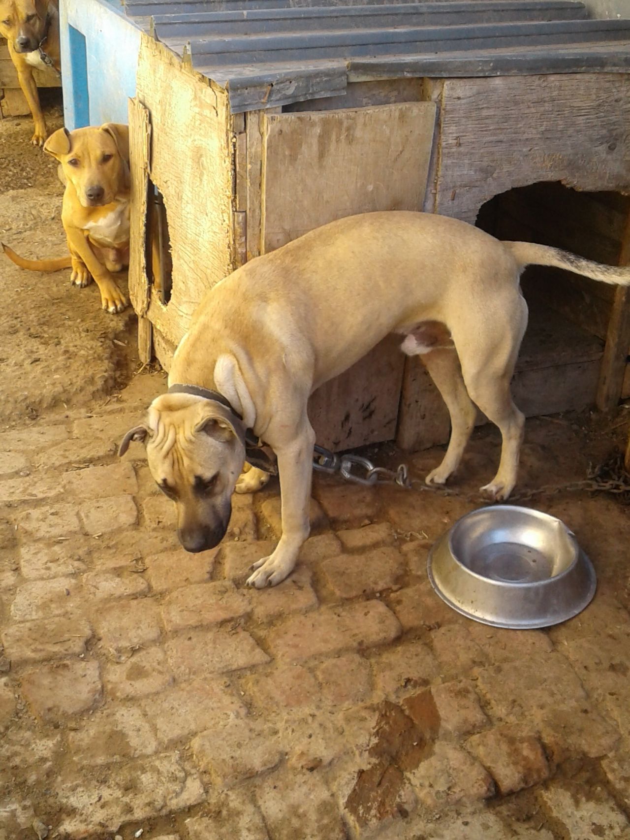 Photo of the dog