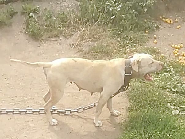 Photo of the dog