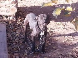 Photo of the dog