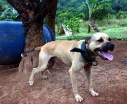 Photo of the dog