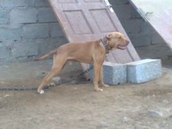 Photo of the dog