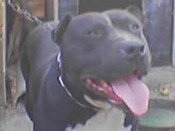 Photo of the dog