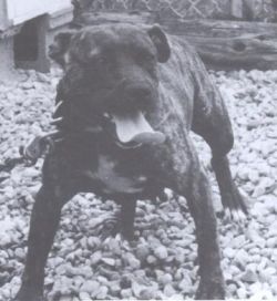 Photo of the dog