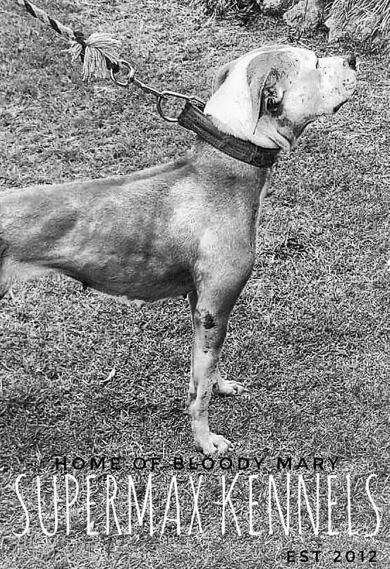 Photo of the dog