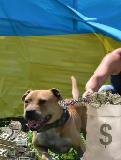 Photo of the dog