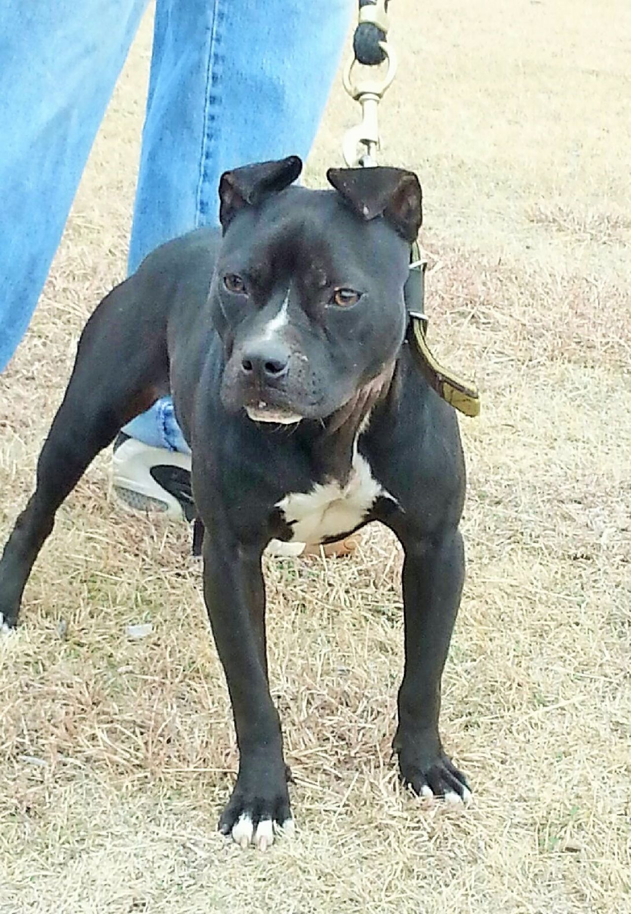 Photo of the dog
