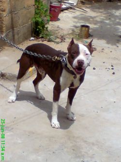 Photo of the dog