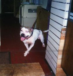 Photo of the dog