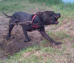 Photo of the dog