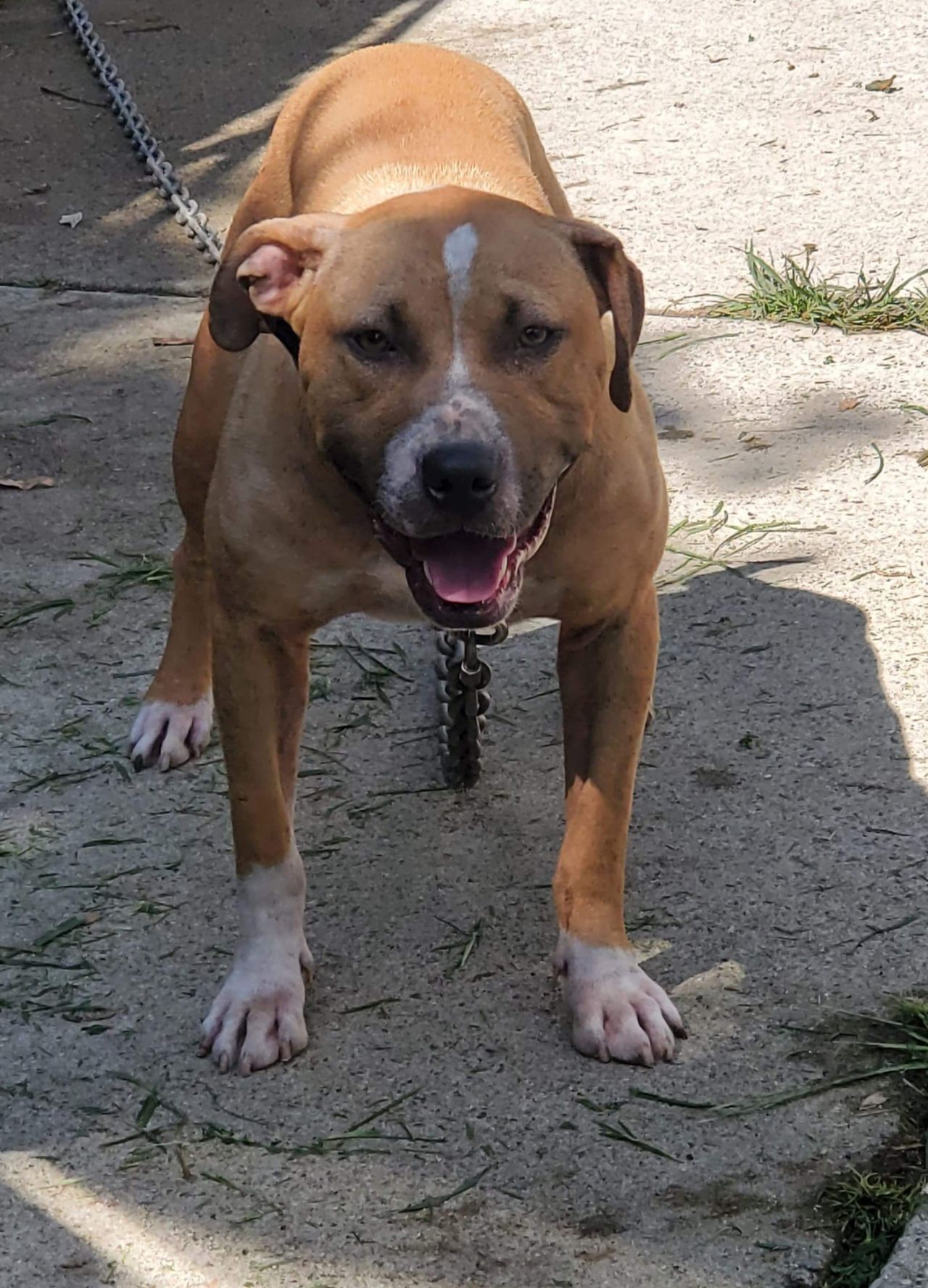 Photo of the dog
