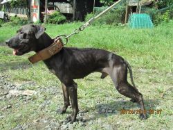 Photo of the dog