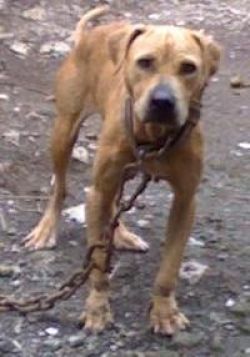 Photo of the dog