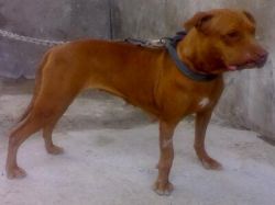 Photo of the dog