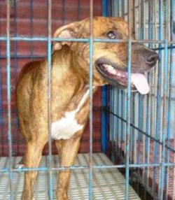 Photo of the dog