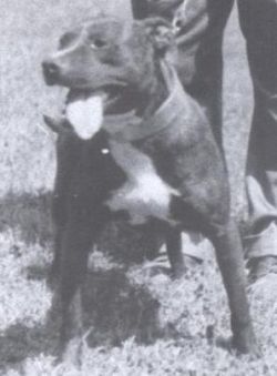 Photo of the dog