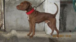 Photo of the dog