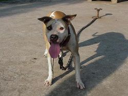 Photo of the dog