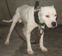 Photo of the dog