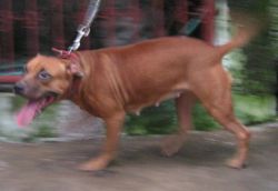 Photo of the dog