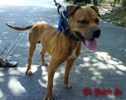 Photo of the dog