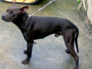 Photo of the dog