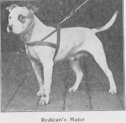 Photo of the dog