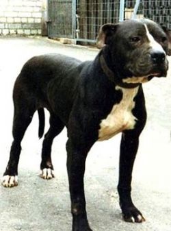 Photo of the dog