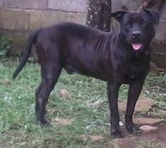 Photo of the dog