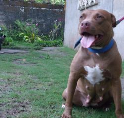 Photo of the dog
