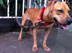 Photo of the dog