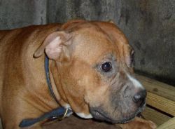 Photo of the dog