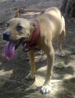 Photo of the dog