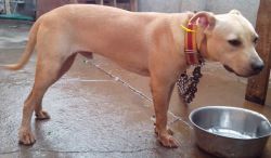 Photo of the dog