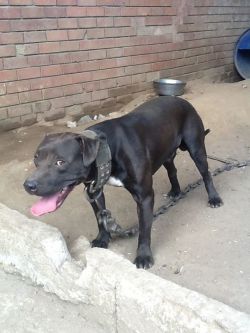 Photo of the dog