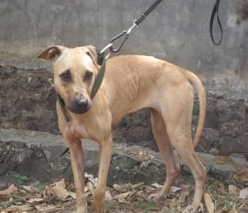 Photo of the dog