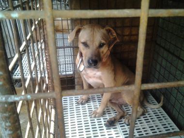 Photo of the dog