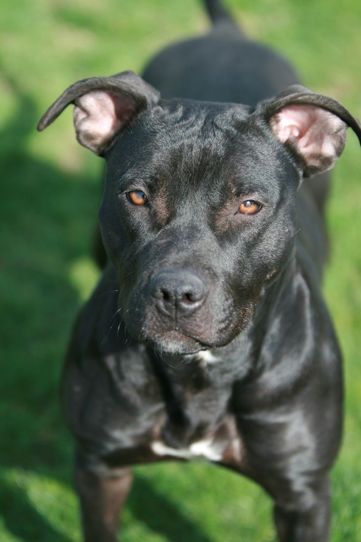 Photo of the dog