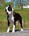 Photo of the dog