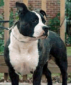Photo of the dog