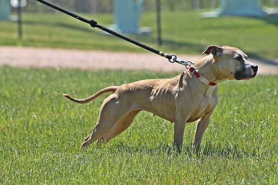 Photo of the dog