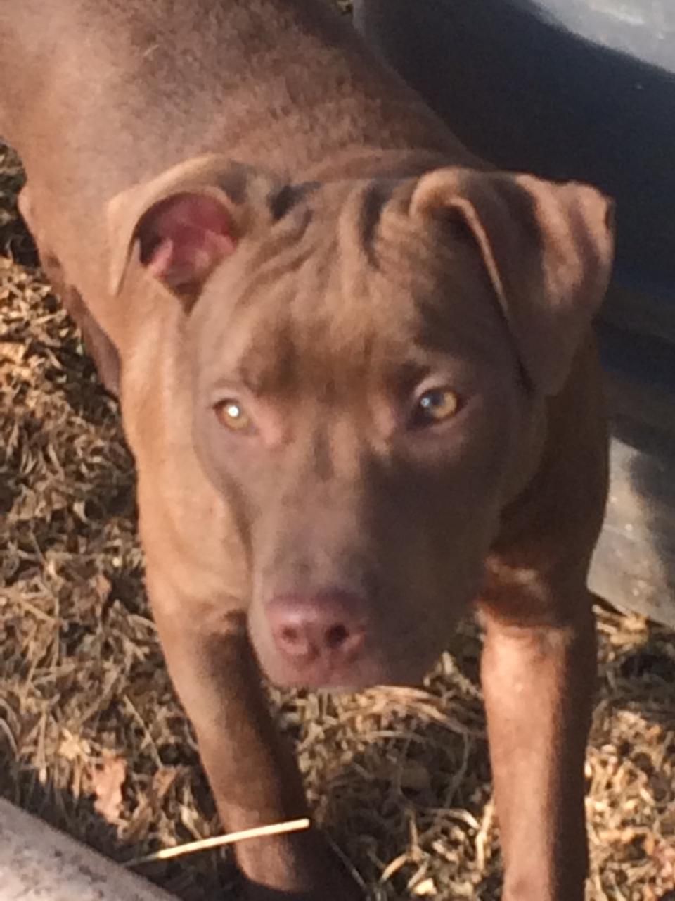 Photo of the dog
