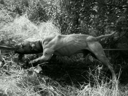 Photo of the dog