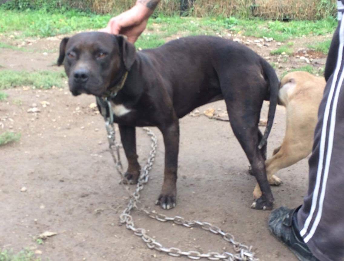 Photo of the dog