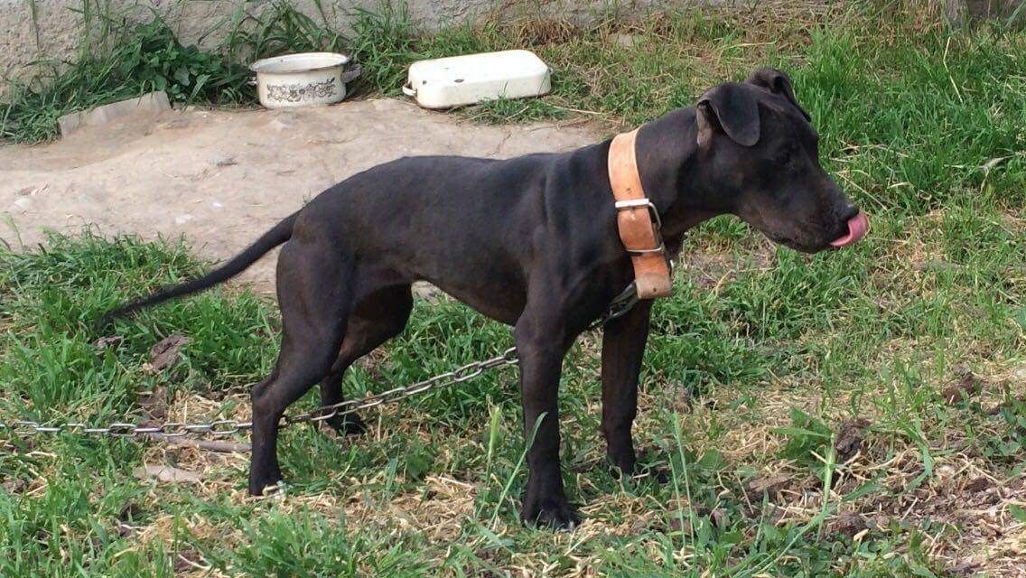 Photo of the dog
