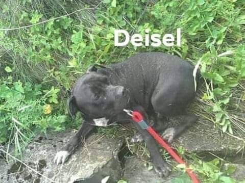 Photo of the dog