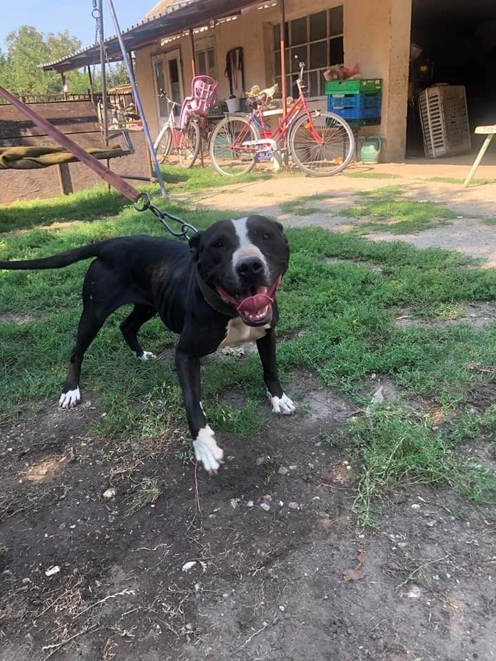 Photo of the dog