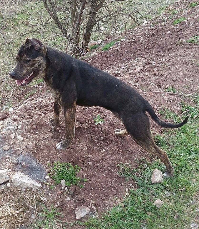 Photo of the dog