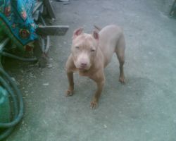 Photo of the dog