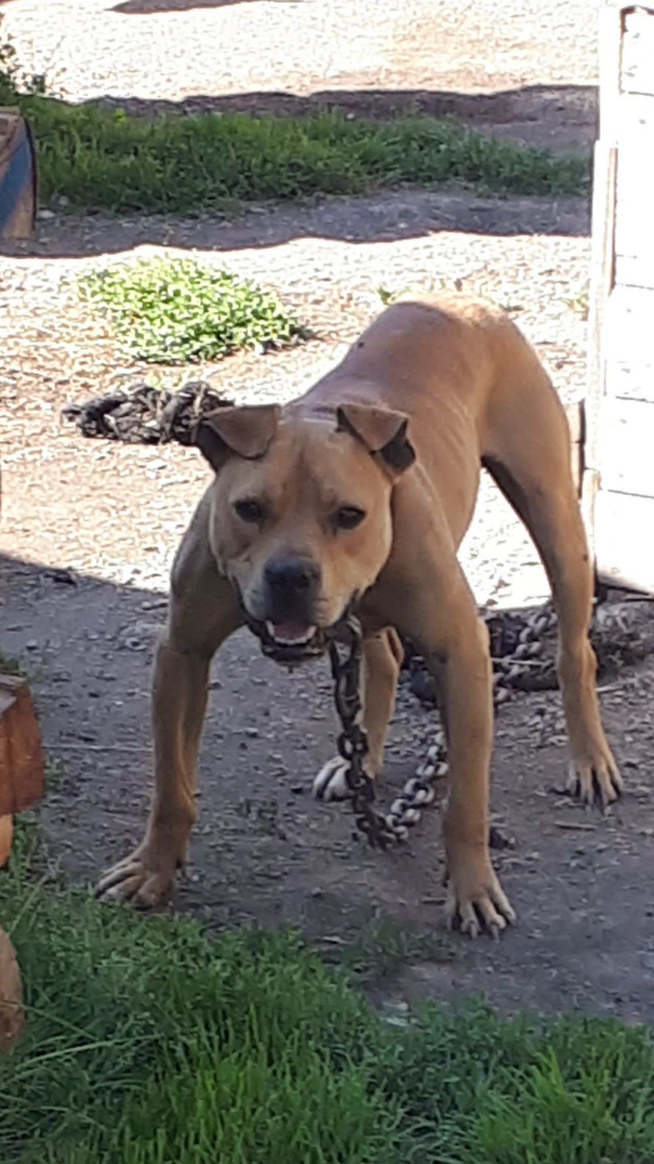 Photo of the dog