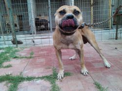 Photo of the dog
